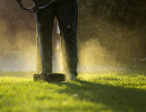 Mosso/ajudant jardineria